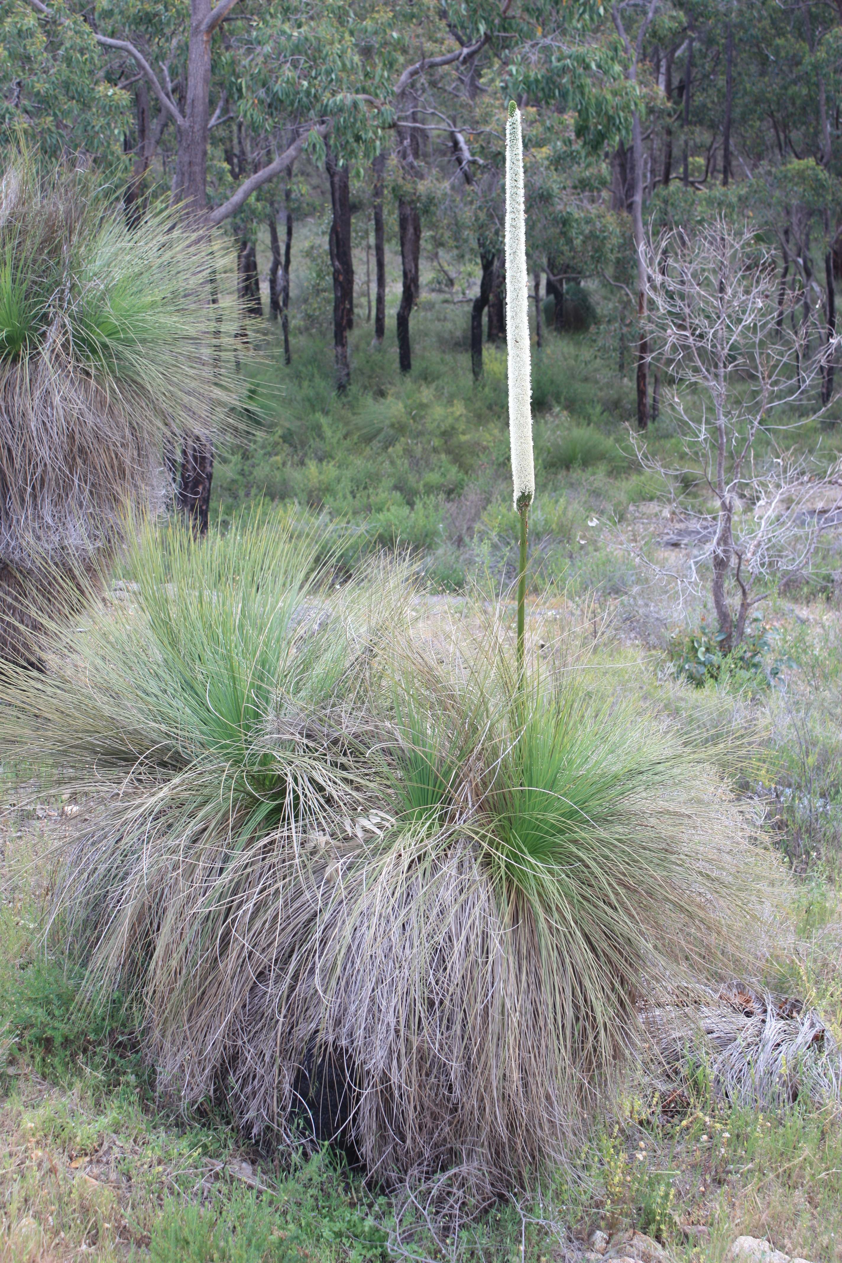 Grass tree flowering