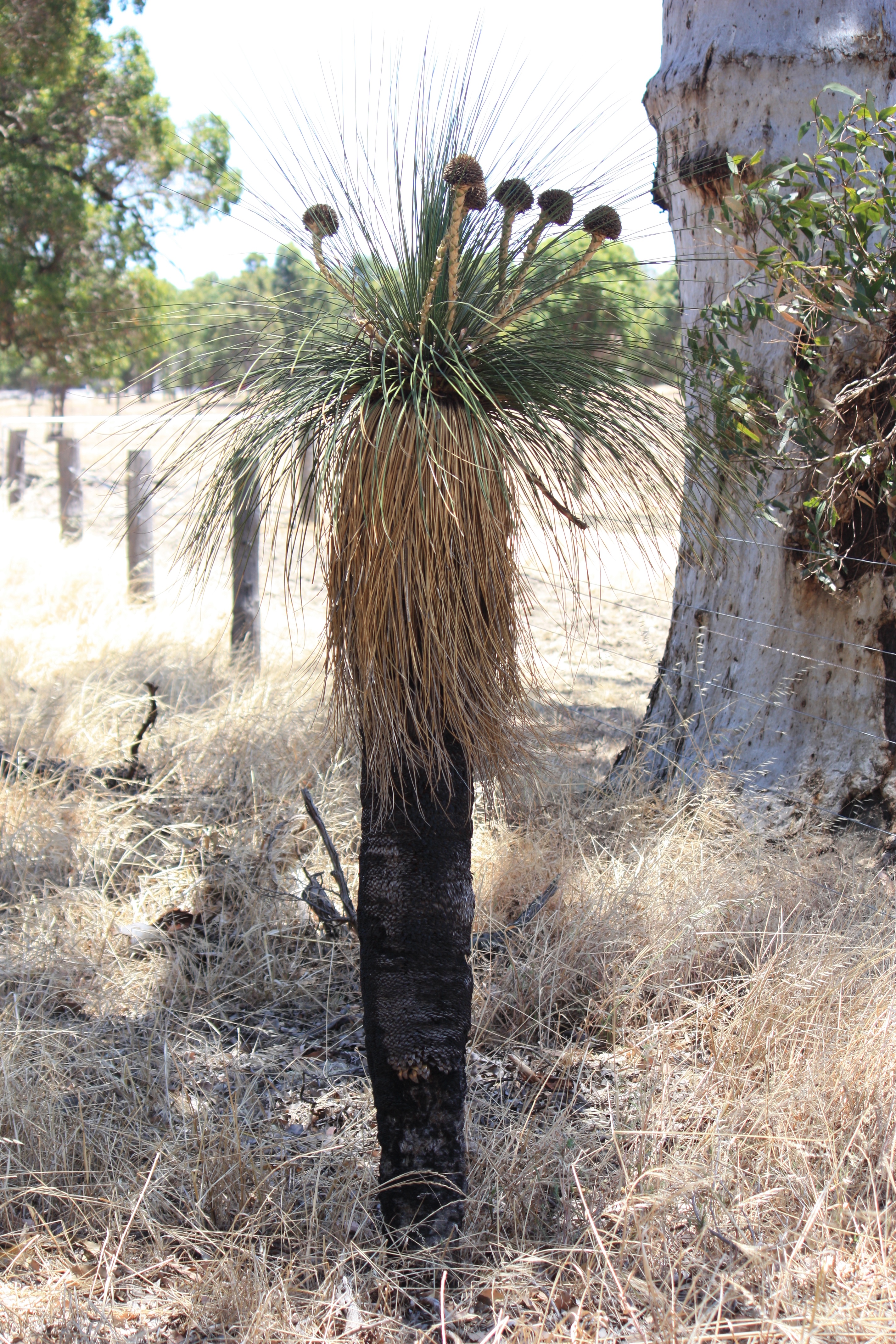 Grass tree near Pinjarra