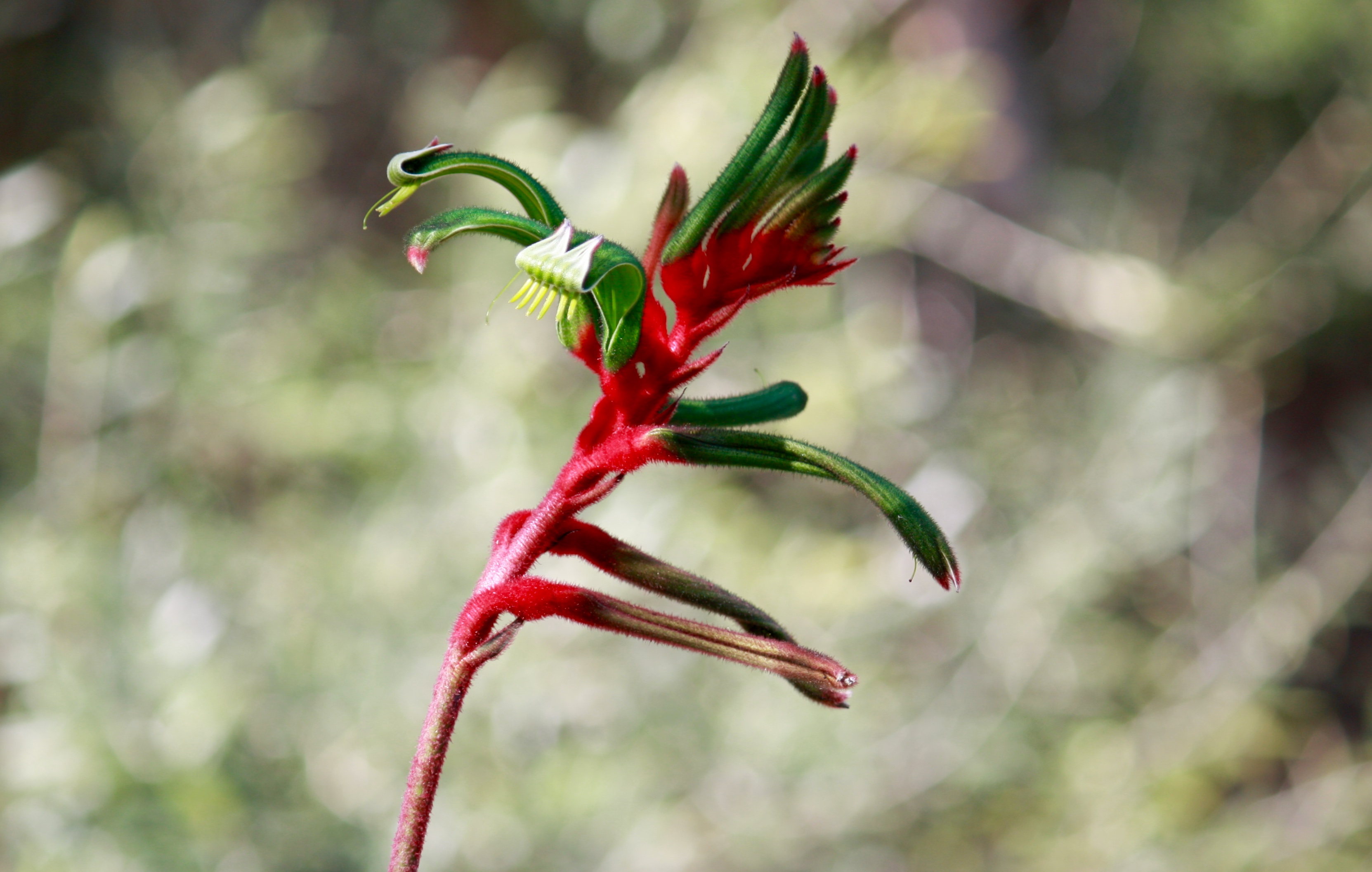 Kangaroo Paw