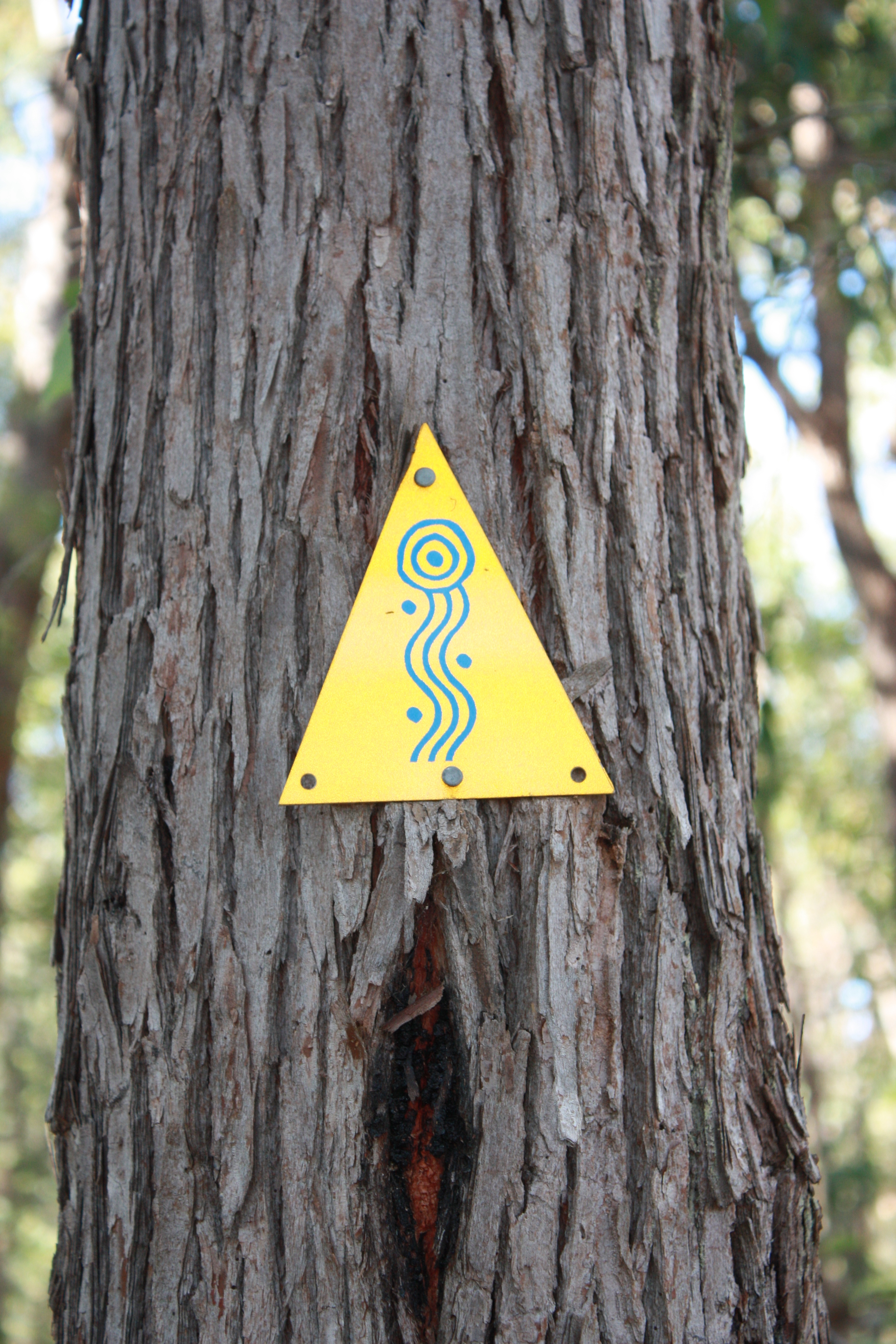MB marker on jarrah tree