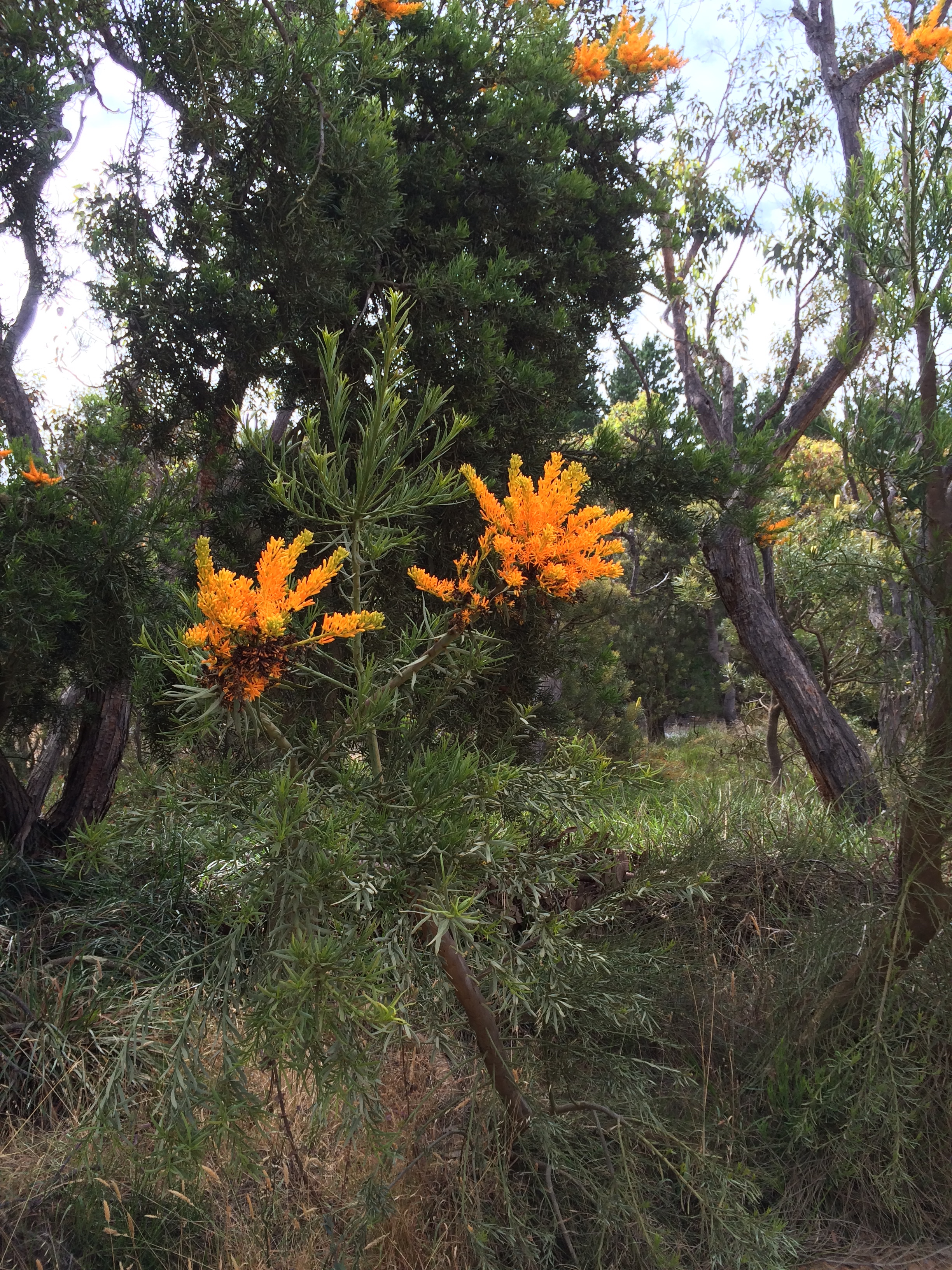 Western Australian Christmas Tree