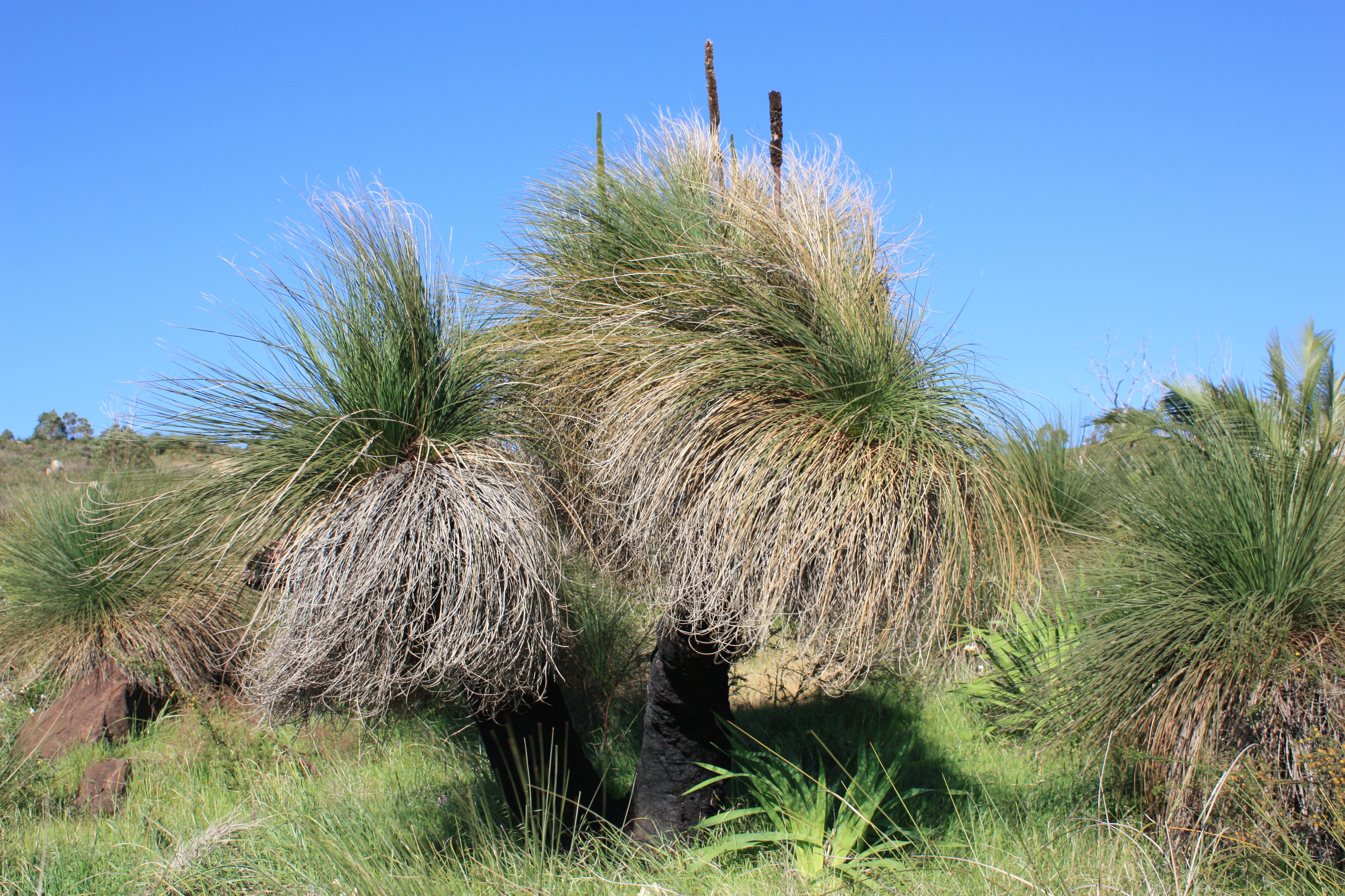 Grass tree