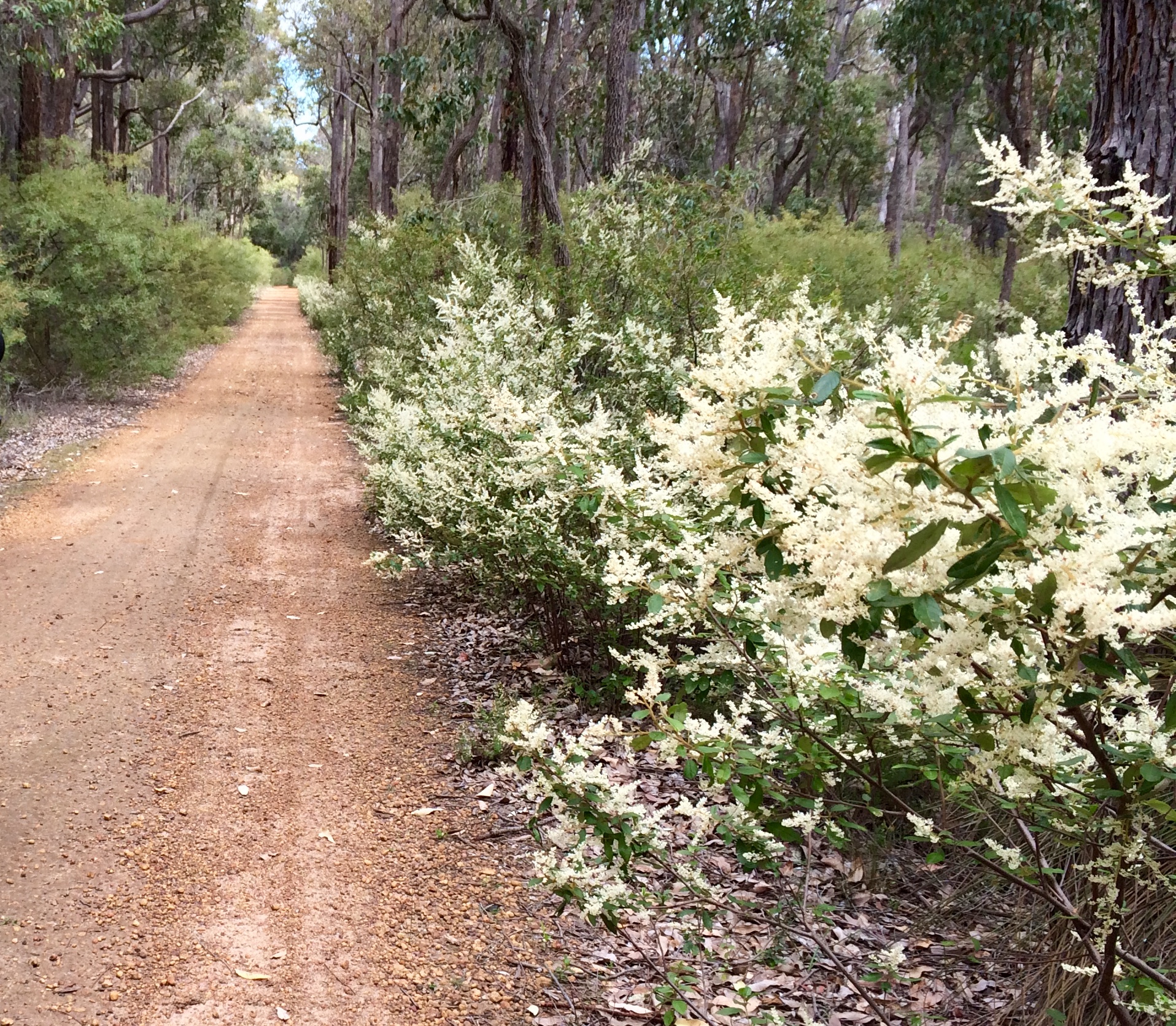 Trymalium ledifolium Fenzl  on old form in Spring (near Wungong Hut)