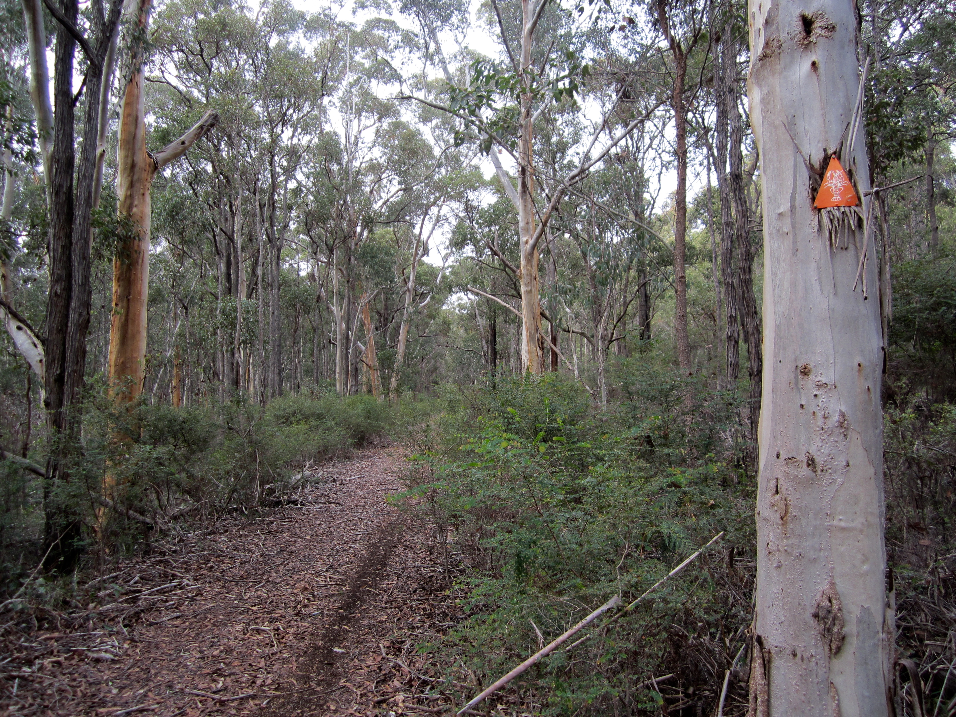 Old form near Waterous