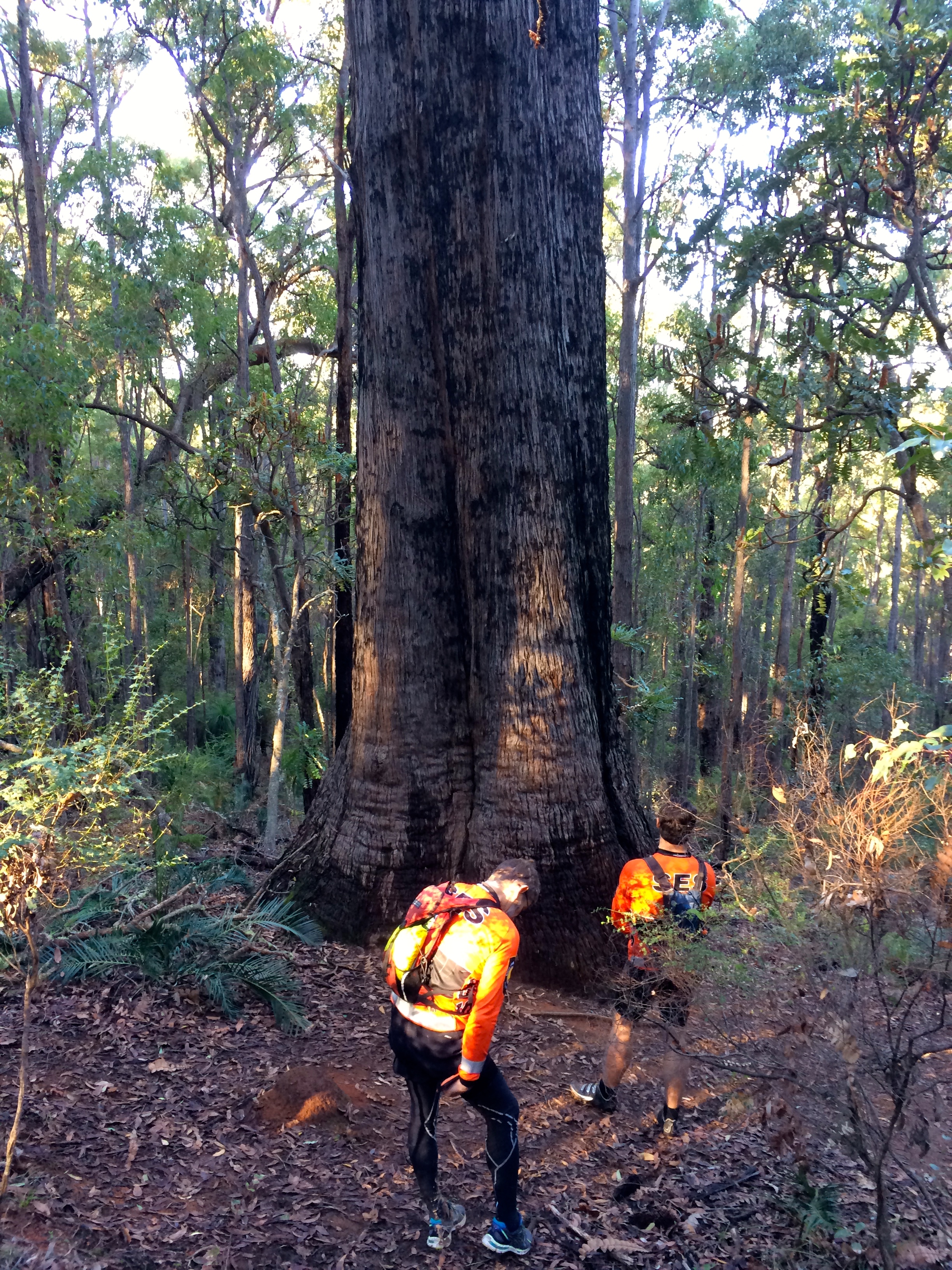 King Jarrah Tree