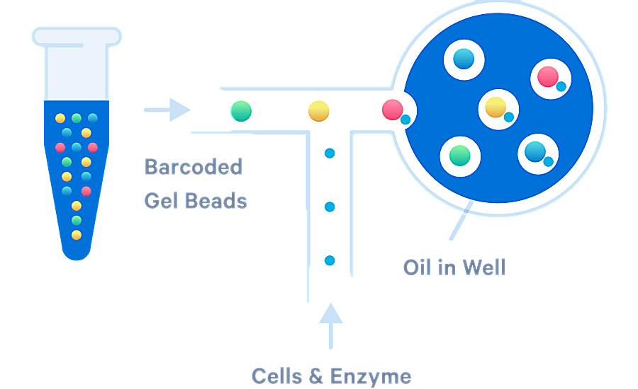 10x Genomics | Brands | Millennium Science