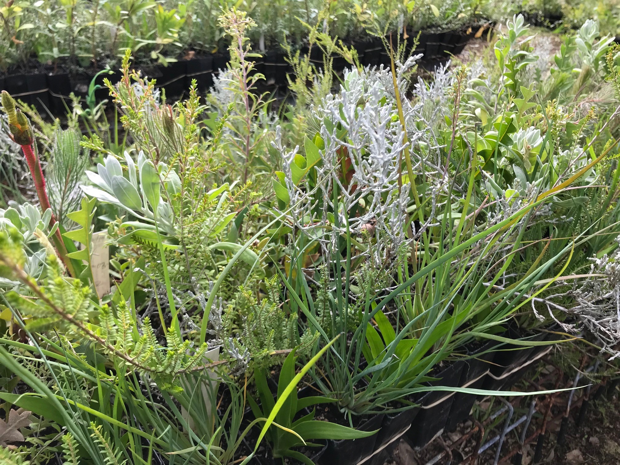 Bayswater Native Plants to Residents Program Enviro House