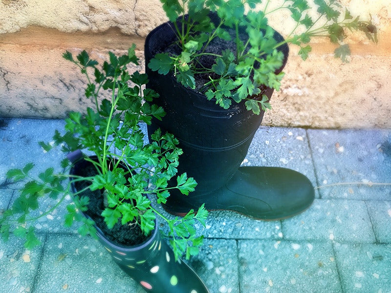 boots-parsley-landscape-800.jpg