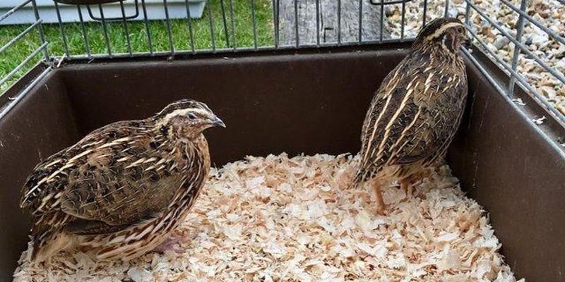 quails.jpg