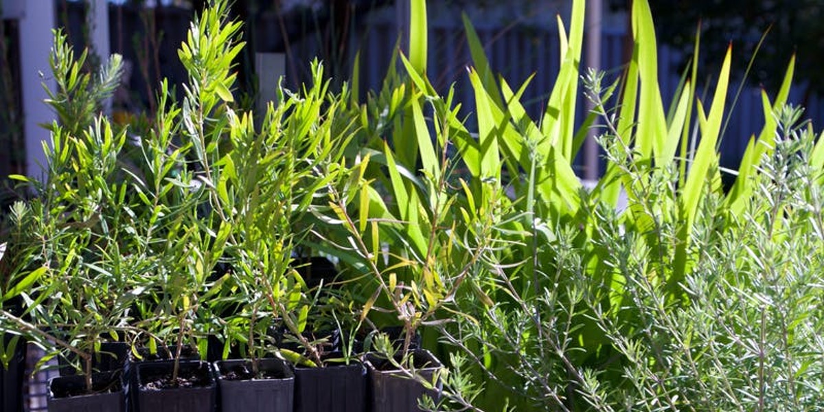 Perth Native Plant Nurseries Enviro House