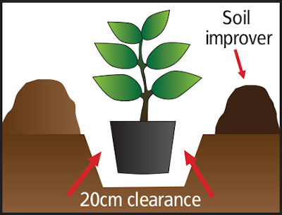 Dig a hole roughly twice the size of the pot.