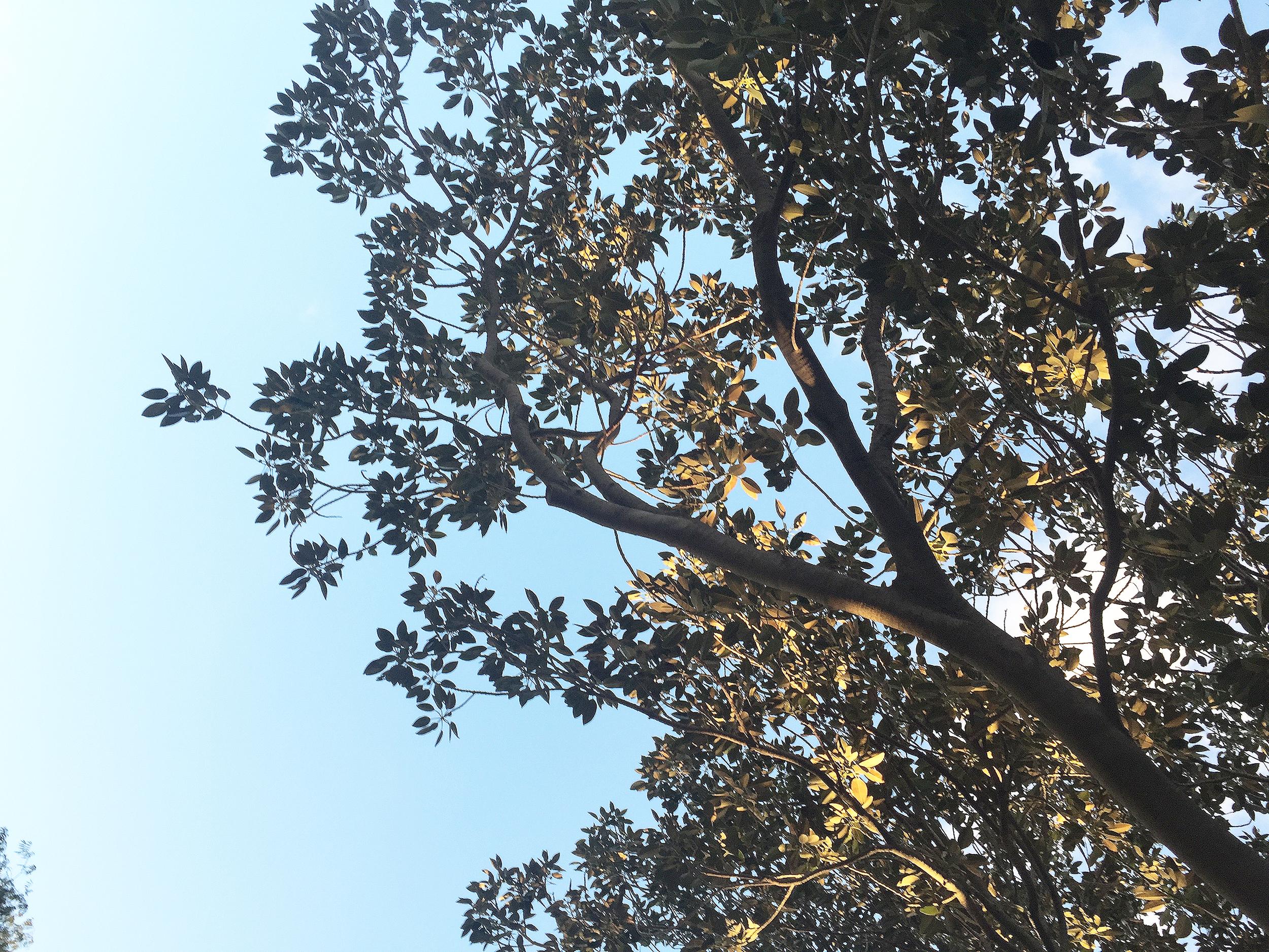 Moreton Bay Figs and Presentation Oaks