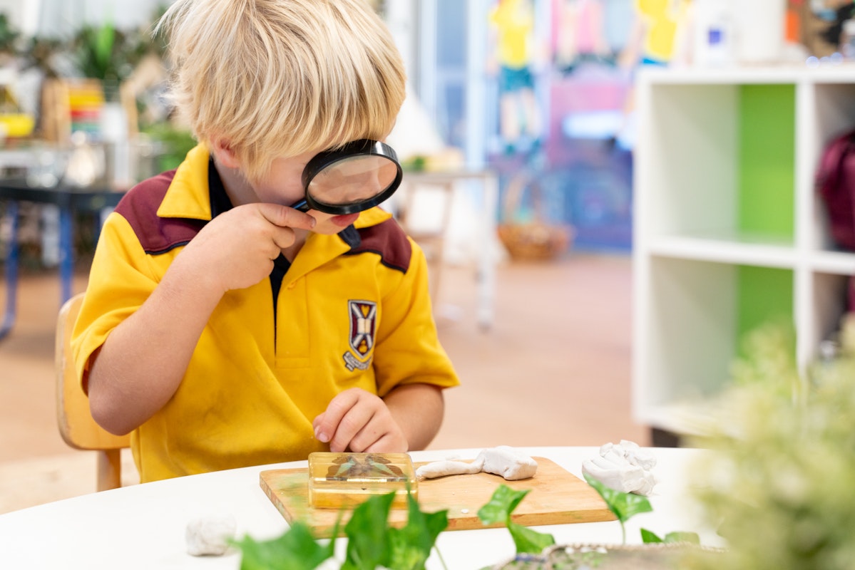 A young student using a magnifying glass to study butterfly specimen in class at Scotch College, a primary school in Perth.
