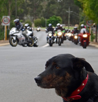 2013 National One Day Ride Wrap Up | Black Dog Ride
