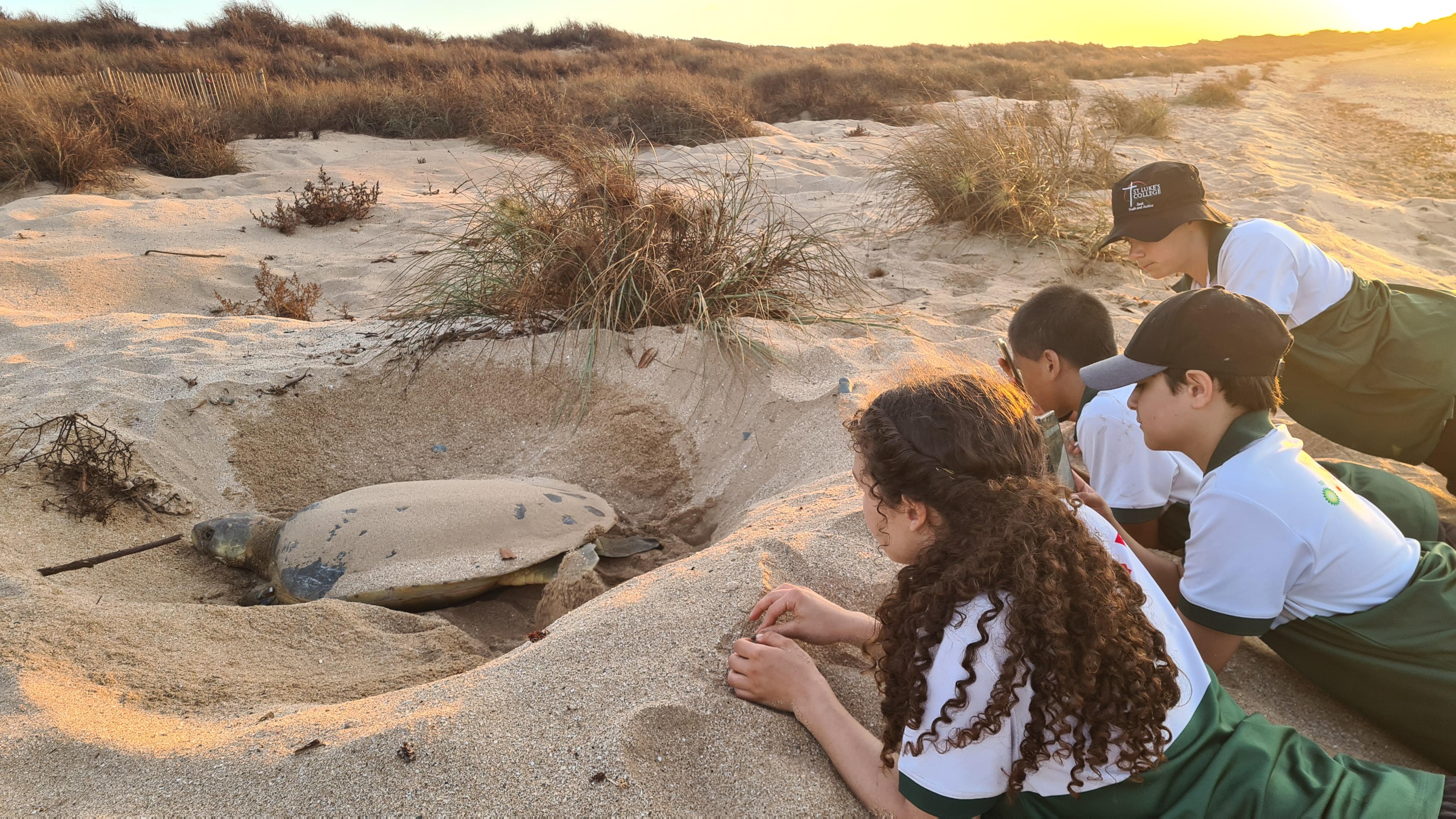 Sunset Turtle Nesting Tour